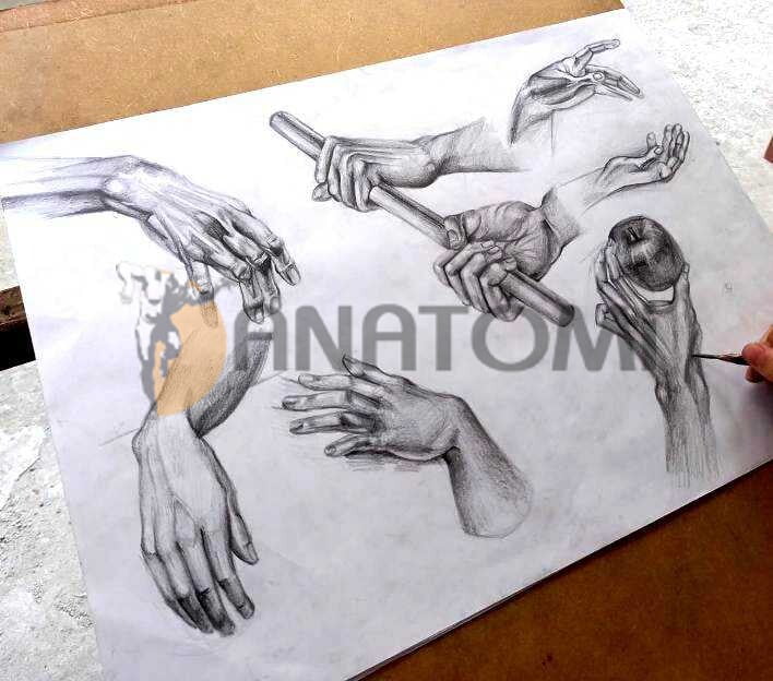 Anatomi el çizimleri